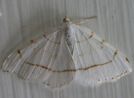 Lesser Maple Spanworm